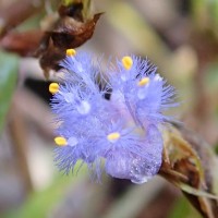 Cyanotis thwaitesii Hassk.